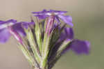 South American mock vervain